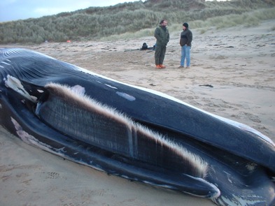 This fin whale stranded on the Isle of Coll in 2004